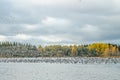 A big flock of barnacle gooses is taking off from the river Kymijoki. Birds are preparing to migrate south Royalty Free Stock Photo