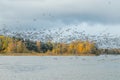 A big flock of barnacle gooses is taking off from the river Kymijoki. Birds are preparing to migrate south Royalty Free Stock Photo