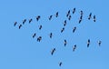 Bean geese flying in the blue sky