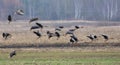 Big flock of Bean geese flying low over dry field in spring