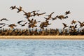 Big flock of commom cormorants Royalty Free Stock Photo