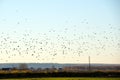 Big flock of crow birds flying against clear sky