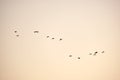 Big flock of crow birds flying against clear sky