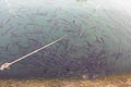 Big flock of fish have breakfast on surface of the sea