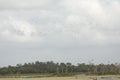 Big flock of glossy ibises soaring over Orlando Wetlands Park.