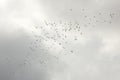 Big flock of glossy ibises soaring over Orlando Wetlands Park.