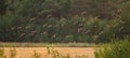 Large pack of Grey Partridges flying over a yellow summer field in the evening