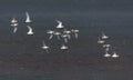 Big flock of Little stints Calidris minuta in flight over barren land during autumn migration