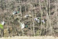 Big flock of mallard ducks Royalty Free Stock Photo
