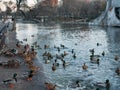 Big flock of mallard ducks swimming in water and resting on shore on lake in park Royalty Free Stock Photo