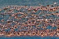 Big flock pink flamingos flies over the lake