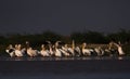 Big flock of rosy pelicans in a wetland in little rann of Kutch in Gujarat India Royalty Free Stock Photo