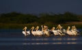 Big flock of rosy pelicans in a wetland in little rann of Kutch in Gujarat India Royalty Free Stock Photo