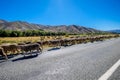 Flock of sheep crossing the public road of New Zealand Royalty Free Stock Photo