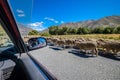 A big flock of sheep crossing the public road in New Zealand Royalty Free Stock Photo