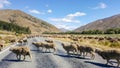 Sheeps crossing road in New Zealand highway Royalty Free Stock Photo