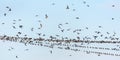 Big flock of swallows and Sand martins Riparia riparia sits on wires before autumn migration