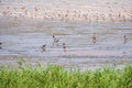 Big flock of water birds seagulls and waders on lake shore