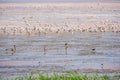 Big flock of water birds seagulls and waders on lake shore