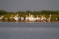 Big flock of winter migratory pelican birds