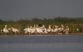 Big flock of winter migratory pelican birds