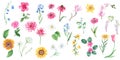 Big floral watercolor set. Wild, exotic, garden, tree flowers, herbs. Hand drawn botanical illustration isolated on Royalty Free Stock Photo