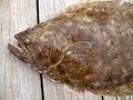 Big Flounder Royalty Free Stock Photo