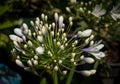 Big flower of Agapanthus sp.