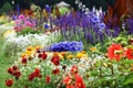 Delphinium against the background of a flower bed.