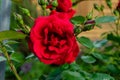 Red rose front view