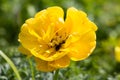 Big flower Dahlia in yellow with tulips on a bed Royalty Free Stock Photo