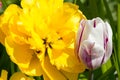 Big flower Dahlia in yellow with tulips on a bed Royalty Free Stock Photo