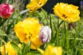 Big flower Dahlia in yellow with tulips on a bed Royalty Free Stock Photo