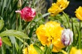 Big flower Dahlia in yellow with tulips on a bed Royalty Free Stock Photo