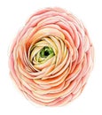 Big flower of ranunculus.