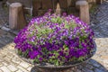 Big flowerbed with blooming purple flowers on cobblet street of old town part of Stockholm. Royalty Free Stock Photo