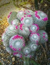 Big flowering old lady cactus, mamillaria crown of pink tiny flowers Royalty Free Stock Photo