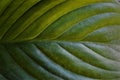 Green flowers leaf background Royalty Free Stock Photo