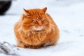 Big fluffy ginger cat sitting in the snow, stray animals in winter, homeless frozen cat Royalty Free Stock Photo