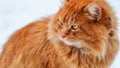 Big fluffy ginger cat sitting in the snow, stray animals in winter, homeless frozen cat Royalty Free Stock Photo