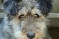 Fluffy gray dog closeup