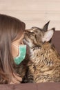 Big and fluffy tabby cat of maine coon breed sniffs young woman face with medical mask, looking like kiss in forehead.