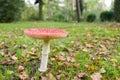 Big fly agaric Amanita muscaria in grass field with autumn leaves Royalty Free Stock Photo