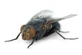 Big fly (Calliphora vicina)