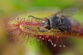 Big fly catched by Sundew (drosera) (macro)