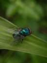 Big fly details Royalty Free Stock Photo