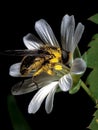 Big fly eat nectar on white flower Royalty Free Stock Photo