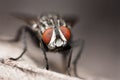 Big Fly Face Royalty Free Stock Photo