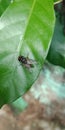 Big Fly on green lef Royalty Free Stock Photo