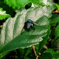 Big fly and its shadow